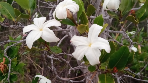 Mascarenhasia lisianthiflora