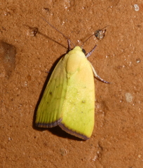 Earias