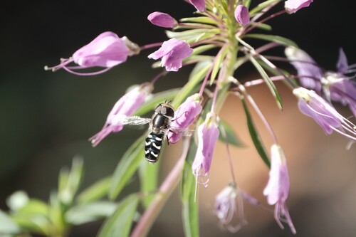 Unknown species found near South Salt Lake, UT, USA
