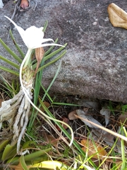 Angraecum rutenbergianum image