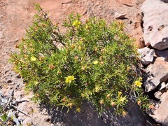 Hibbertia capensis