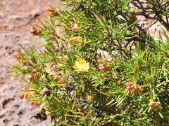Hibbertia capensis