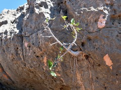 Ficus brachypoda
