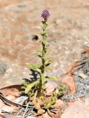 Pterocaulon sphacelatum