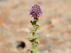 Pterocaulon sphacelatum