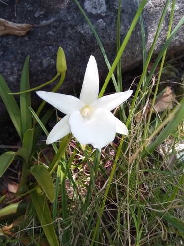 Angraecum protensum