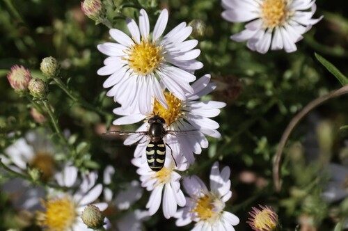 Unknown species found near South Salt Lake, UT, USA