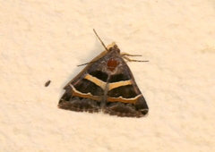 Grammodes