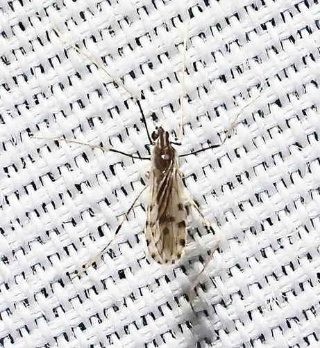 Unknown species found near 545 Pecan Dr, St Gabriel, LA 70776, USA