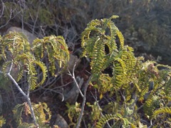 Chamaebatia australis