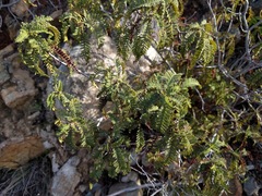 Chamaebatia australis