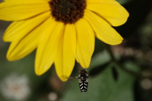 Unknown species found near South Salt Lake, UT, USA