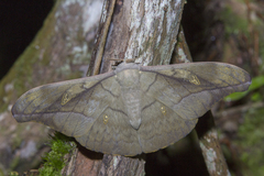Antheraea rosieri