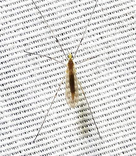 Unknown species found near 545 Pecan Dr, St Gabriel, LA 70776, USA