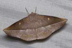 Sarcinodes perakaria