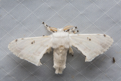 Penicillifera apicalis