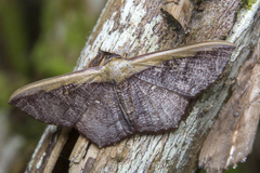 Zythos strigata