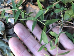 Ottochloa gracillima