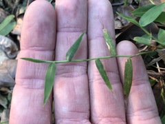 Ottochloa gracillima