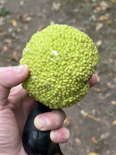 Osage-orange