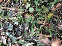 Ottochloa gracillima