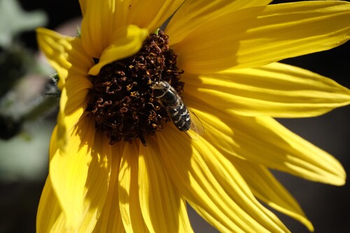 Unknown species found near South Salt Lake, UT, USA