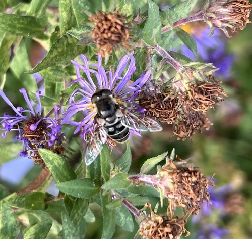 Unknown species found near Haverford College, Ardmore, PA, US