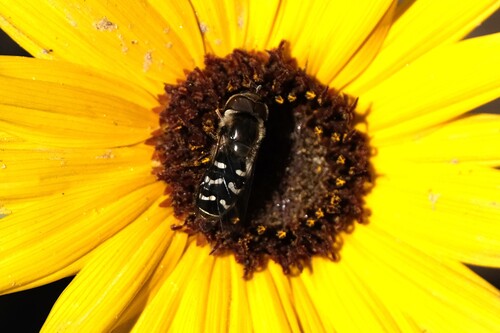 Unknown species found near South Salt Lake, UT, USA