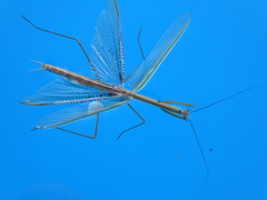 Tenodera superstitiosa