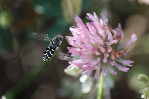 Unknown species found near South Salt Lake, UT, USA