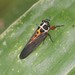 Scieroptera splendidula - Photo (c) Les Day,  זכויות יוצרים חלקיות (CC BY-NC), uploaded by Les Day