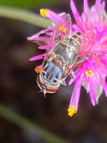 Unknown species found near W Germann Rd, Chandler, AZ, US