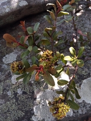 Asteropeia densiflora image