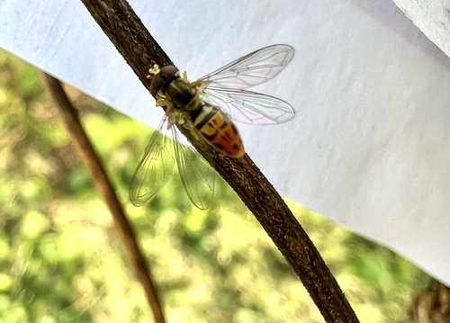 Unknown species found near Haverford College, Ardmore, PA, US
