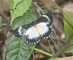 Melanothrix nymphaliaria