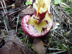 Suillus asiaticus