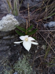 Angraecum coutrixii image