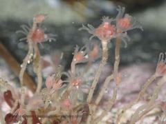 Ectopleura marina