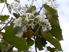 Dombeya ledermannii