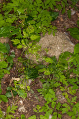 Chaerophyllum temulum