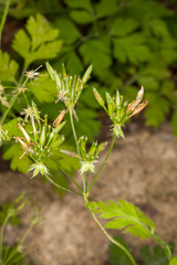 Chaerophyllum temulum