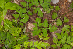 Chaerophyllum temulum