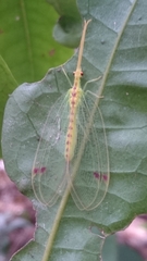 Norfolius howensis