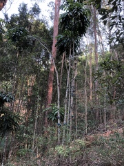 Davidsonia jerseyana