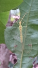 Norfolius howensis