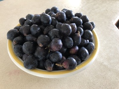 Davidsonia jerseyana