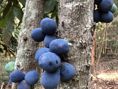 Davidsonia jerseyana