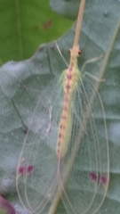 Norfolius howensis