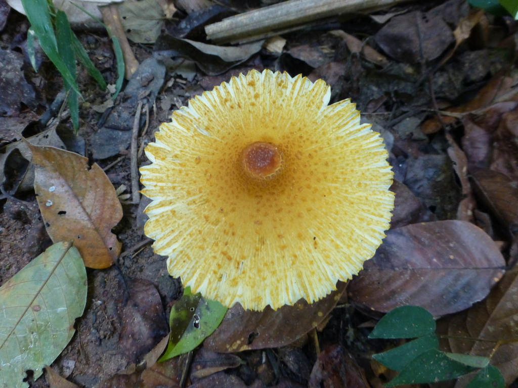 Leucocoprinus brunneoluteus · October 2025 · photo: © sahalsey (iNaturalist, cc-by)