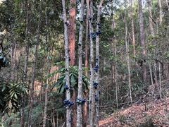 Davidsonia jerseyana